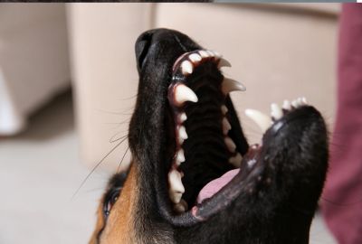 Dogs teeth, in very good condition