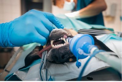 A dog under anaesthetic