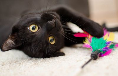 A black cat playing with a toy