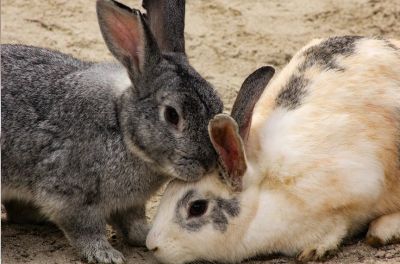 Two rabbits