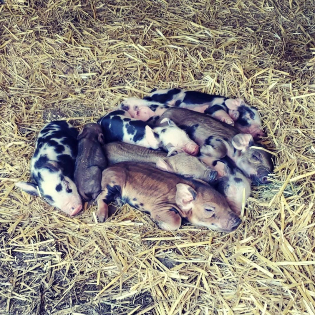 Meet the newest additional to our farm.
