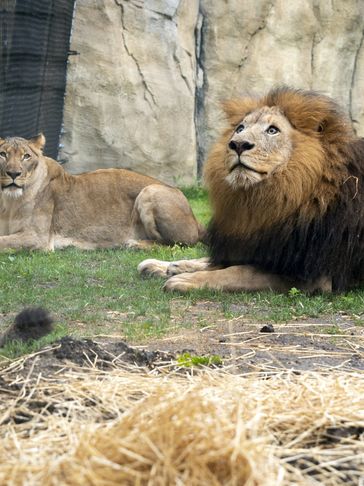 Three lions resting in an enclosure with a rocky background.