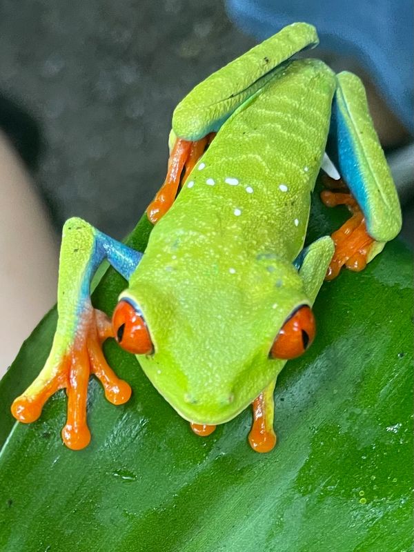 A beautiful Red Eyed Frog found on our Eco/Rain Forest tour
