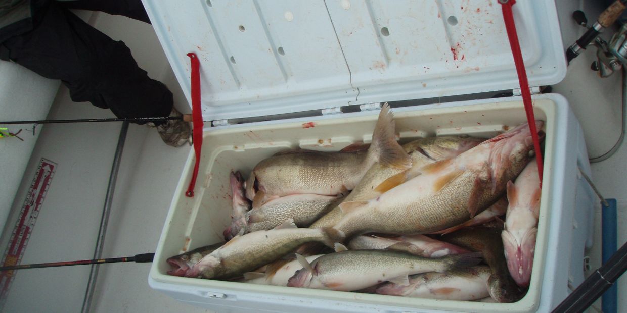 A cooler aboard the Osprey Lake Erie Fishing Charters boat filled with the catch of the day.