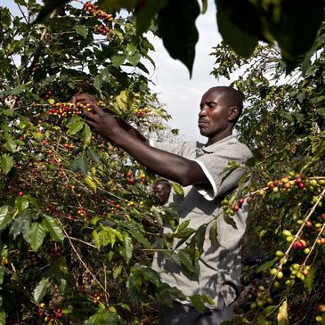 Picking Coffee in the Cherry