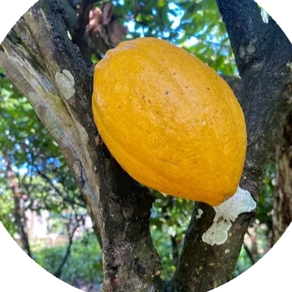 The magical Cocoa pod