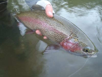 Rainbow trout on the dry fly