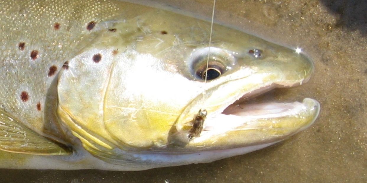 Chilean Patagonia brown trout on a gold ribbed hare's ear nymph