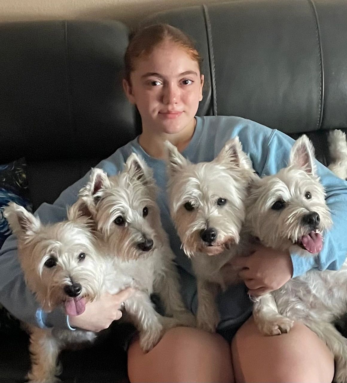 Westie Breeder West Highland White Puppy Terrier Dog Price West