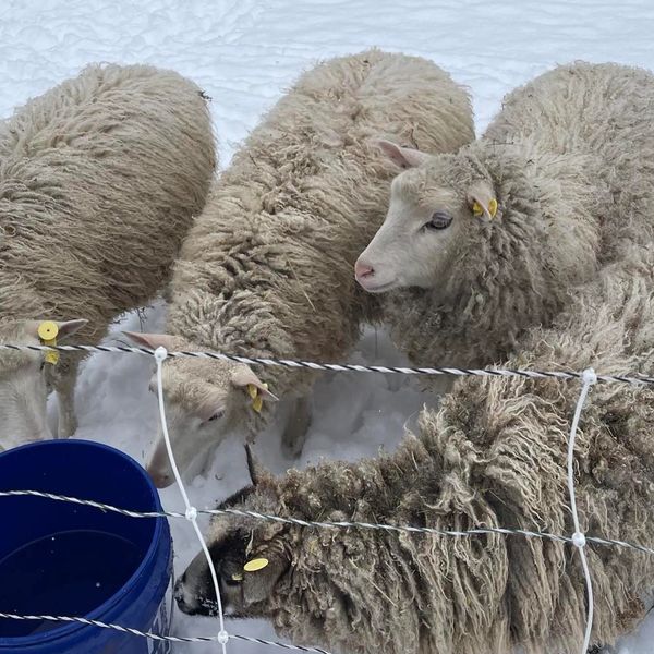Four woolly sheep drinking from a blue bucket in snowy field.