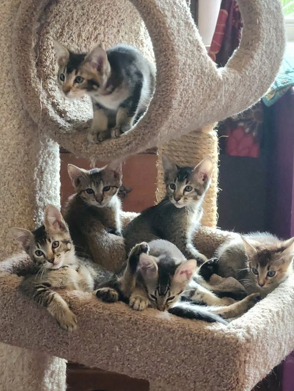 Five kittens on a cat tree.
