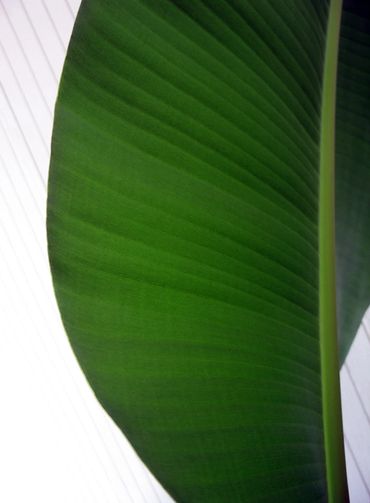 #SFPH005 - Banana Leaf - Granada Hills, CA
8"x10" $250
11"x14" $350
16"x20" $450
*Matte Optional