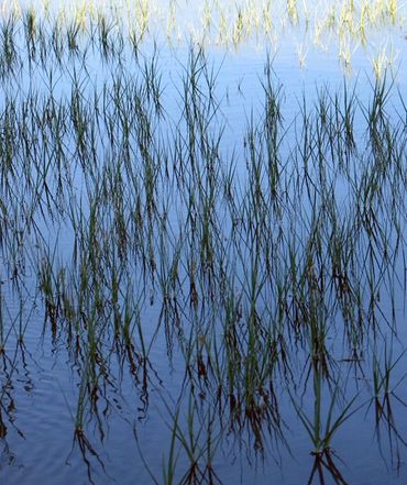 #SFPH009 - Nature Study - Ware, MA, 2022
8"x10" $250
11"x14" $350
16"x20" $450
*Matte Optional