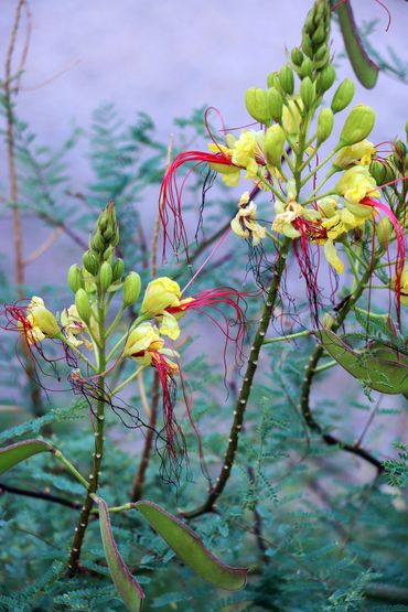 #SFPH010 - Nature Study - Tubac, AZ, 2024
8"x10" $250
11"x14" $350
16"x20" $450
*Matte Optional