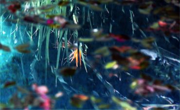 #SFPH013 - Windy Pool - Granada Hills, CA
8"x10" $250
11"x14" $350
16"x20" $450
*Matte Optional