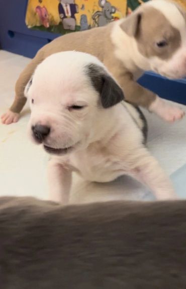 XL American Bully Puppies
