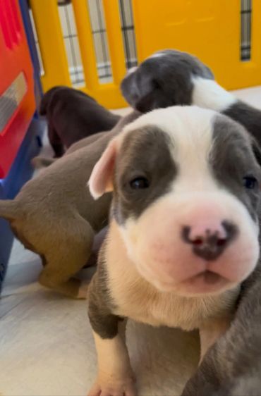 XL American Bully Puppies