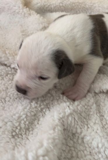 XL American Bully Puppies
