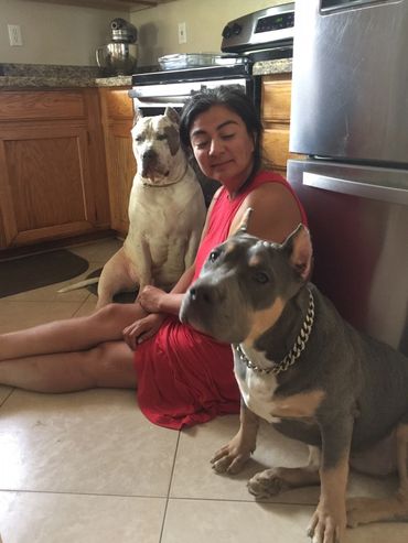 XL American Bully Female