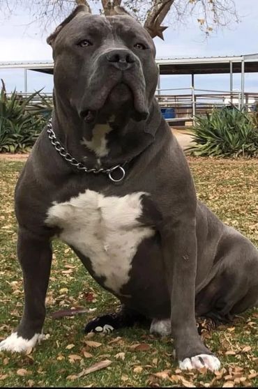 XL American Bully Stud