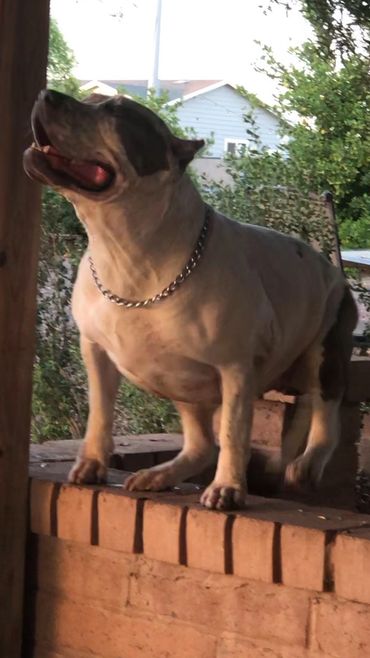 Huge XL American Bully Female