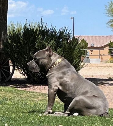 XL American Bully Stud