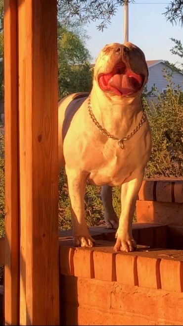 Huge XL American Bully Female