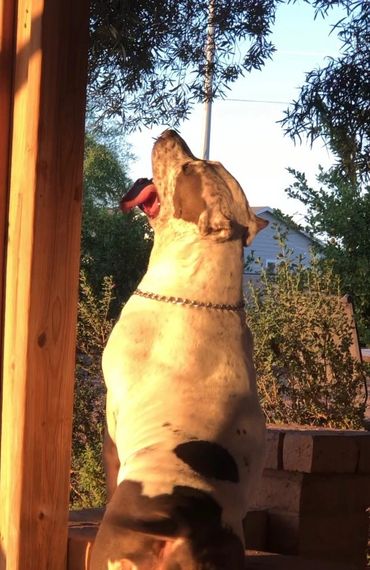 Huge XL American Bully Female