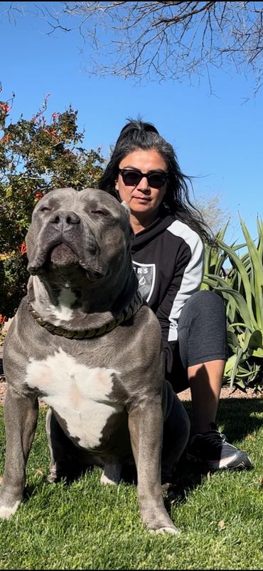 XL American Bully Stud