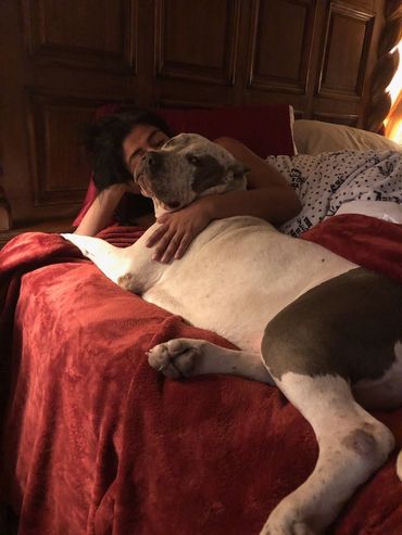 Huge XL American Bully Female