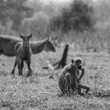 A baboon sitting on the grass with two deer in the background.