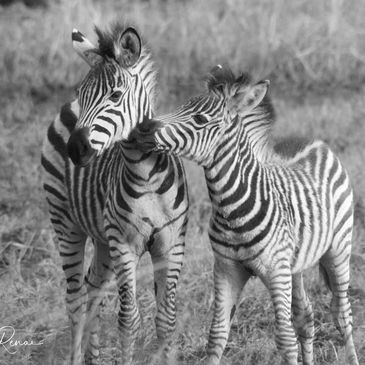 Two young zebras nuzzling each other in a grassy field.
