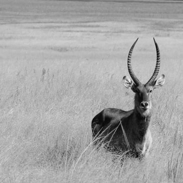 A lone antelope with long, curved horns stands in tall grass.