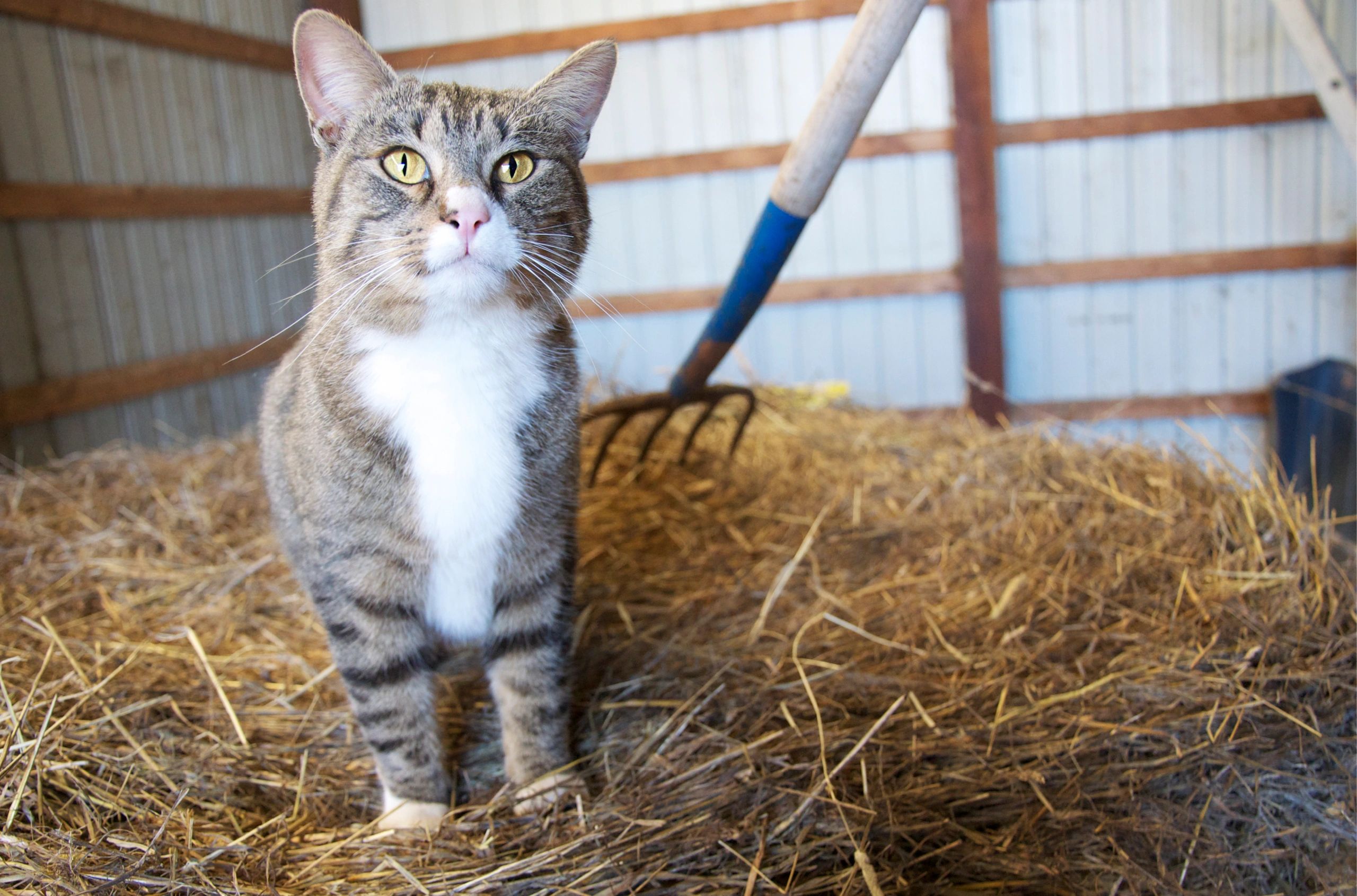 A barn cat on a stack of hay