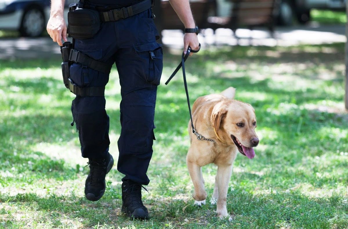 An officer walking a yellow lab on a leash