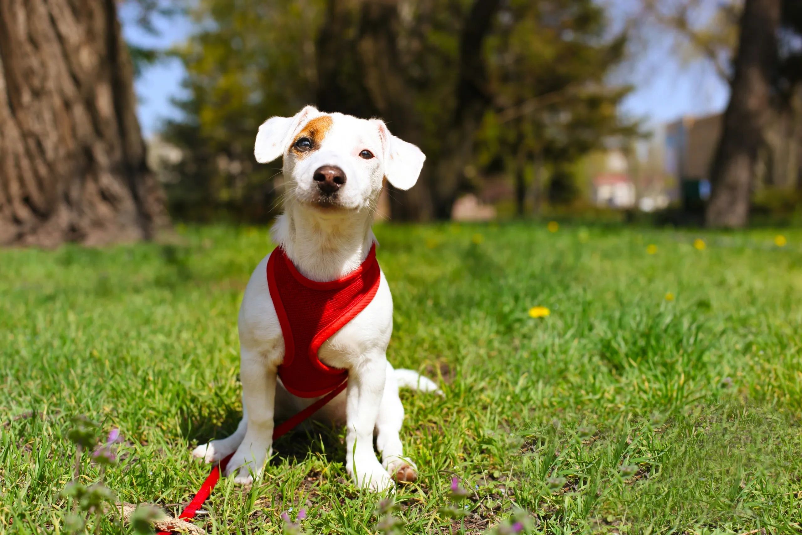 Cortland County SPCA