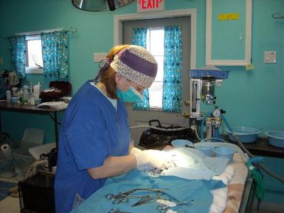 A veterinarian gowned up for surgery performing a spay or neuter on an animal