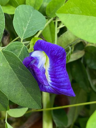 Ternatea / Butterfly Pea