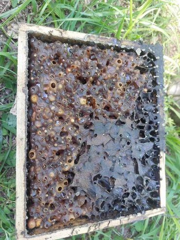 We need bees to help pollinate and propagate.