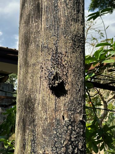 The stingless bees made a home in our wooden post beside the grotto.
