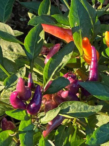 Purple and Yellow Sili Variety