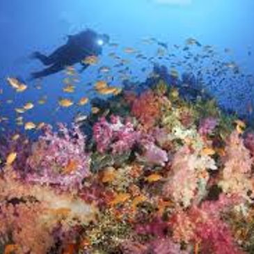 Coral head with diver