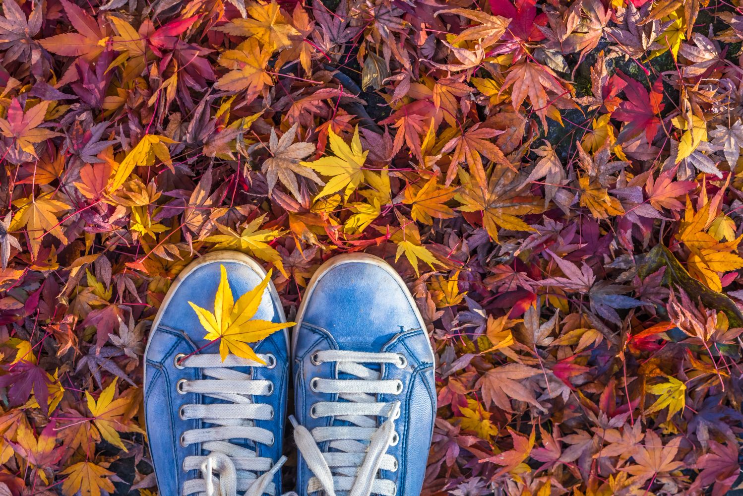 Pair of shoes with autumn leaves