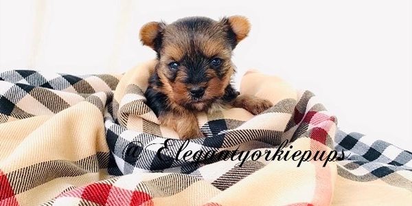 Yorkie Puppy Yorkshire terrier For Sale Breeder Tea cup Micro Teacup European Champion Bloodline