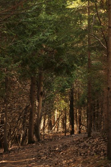 Sunlight filters through dense forest trees onto a leafy path.