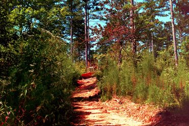 A bulldozer clearing a dirt path through dense forest vegetation.