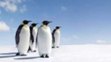 Group of penguins standing on snow under blue sky.