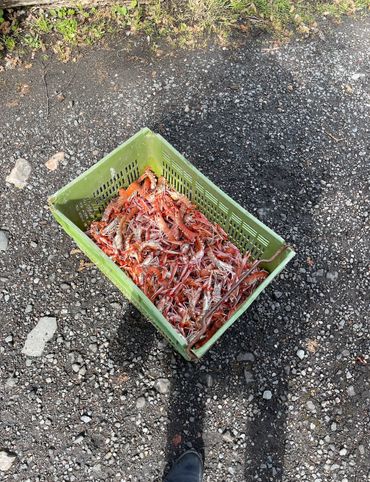 Seafood on Loch Sunart, West Coast Scotland