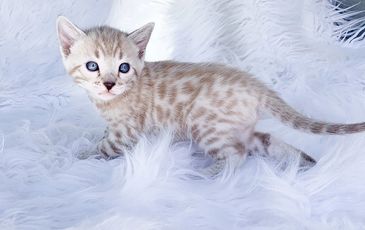 Seal Mink Spotted Snow Bengal kitten 