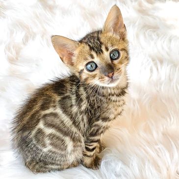 Brown Rosetted Bengal Kitten 